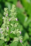 Anisomeles indica. Верхушка побега с соцветием. Андаманские острова, остров Нил, в поселке у дороги. 02.01.2015.