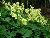 Corydalis bombylina. Верхняя часть куртины цветущих растений. Красноярский край, Ермаковский р-н, окр. пос. Танзыбей, долина р. Танзыбей, черневой осинник. 03.05.2009.