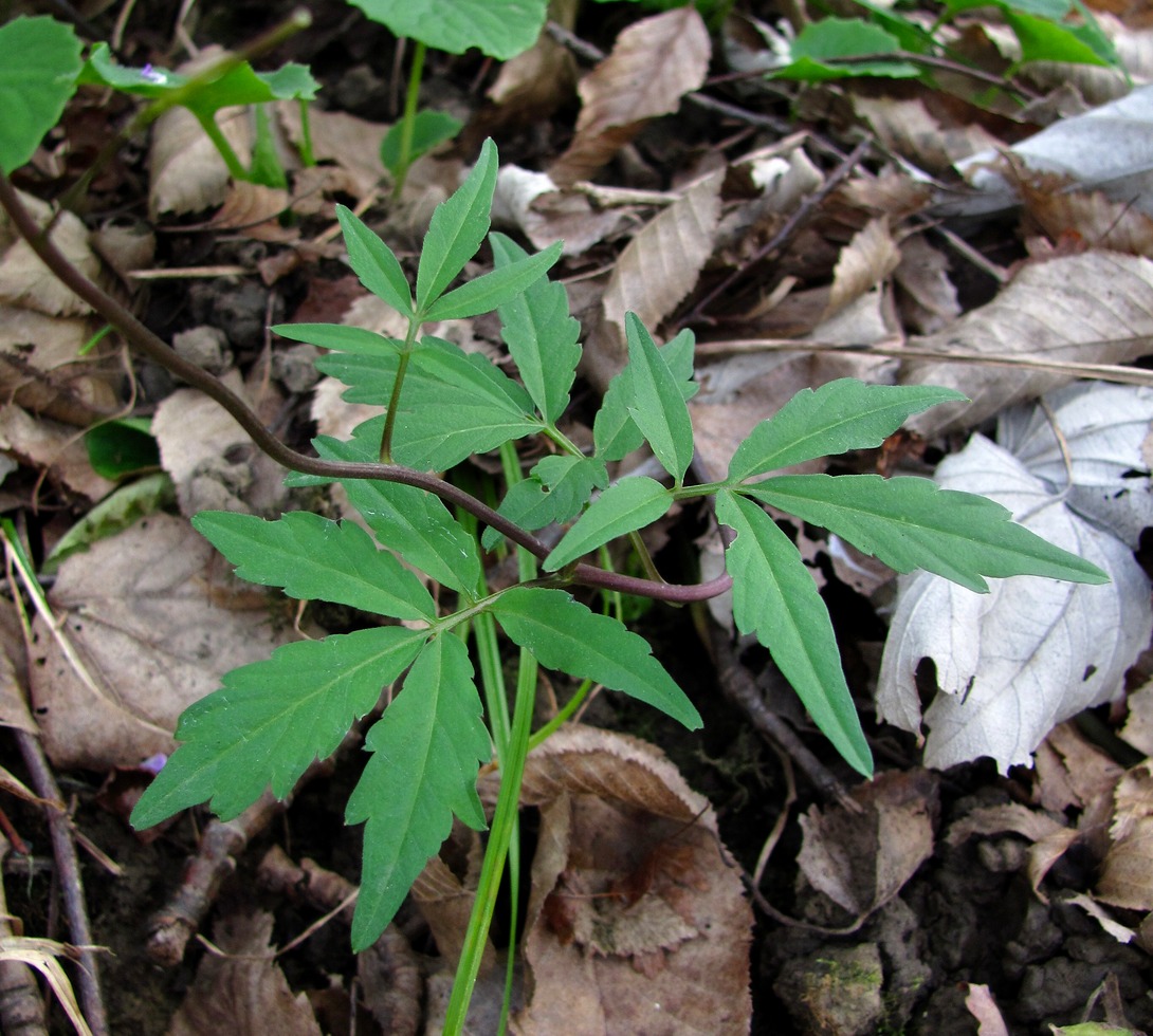 Image of Cardamine quinquefolia specimen.