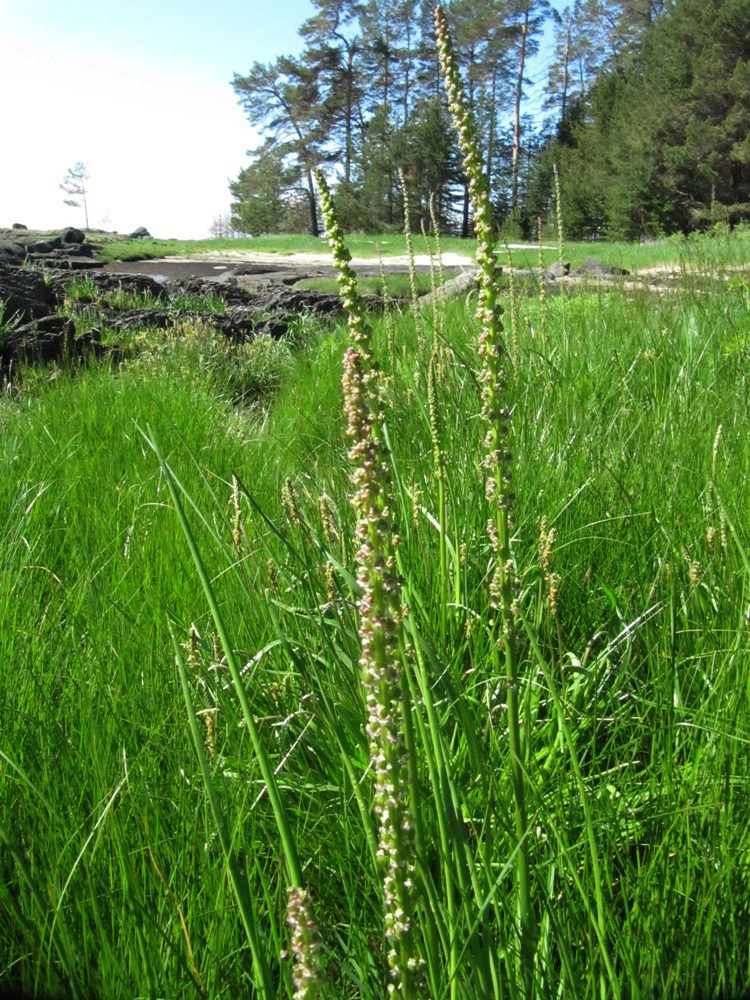 Image of Triglochin maritima specimen.