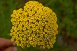 Achillea filipendulina