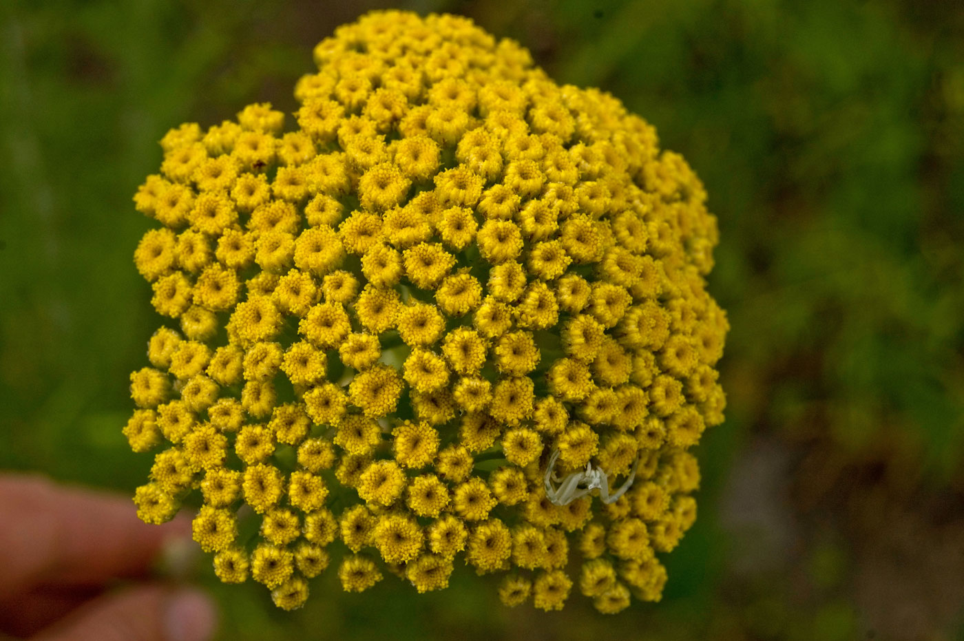 Image of Achillea filipendulina specimen.