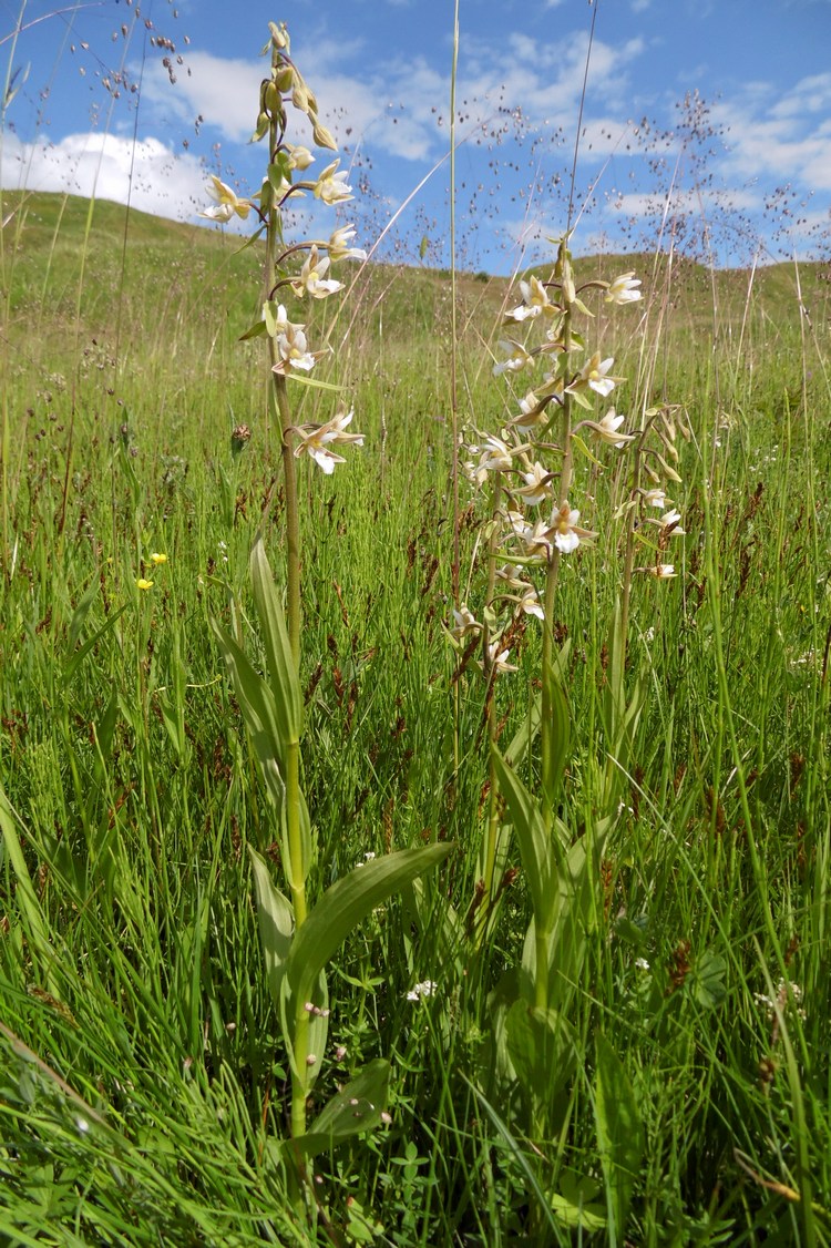 Изображение особи Epipactis palustris.