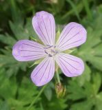 Geranium collinum