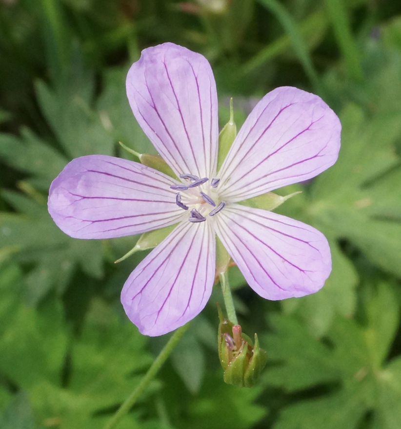 Изображение особи Geranium collinum.