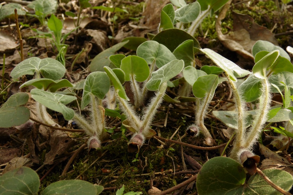 Изображение особи Asarum europaeum.