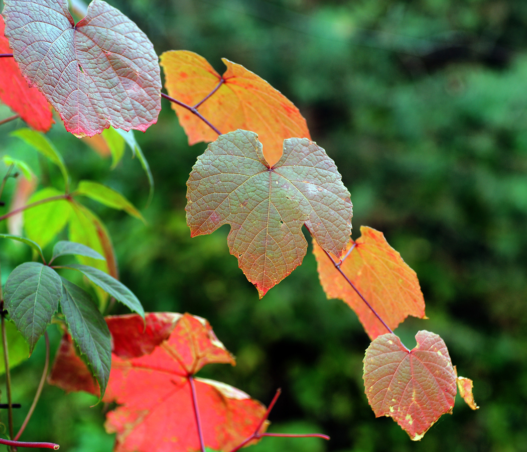 Image of genus Vitis specimen.