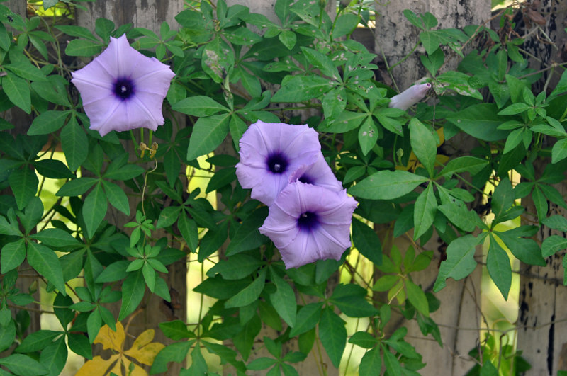 Image of Ipomoea cairica specimen.