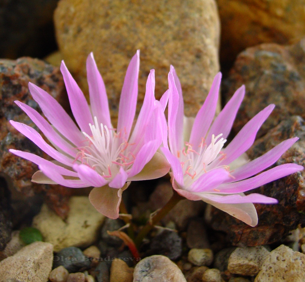 Изображение особи Lewisia rediviva.