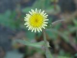 Sonchus oleraceus. Соцветие. Иркутская обл., Иркутский р-н, пос. Боково. 28.07.2014.