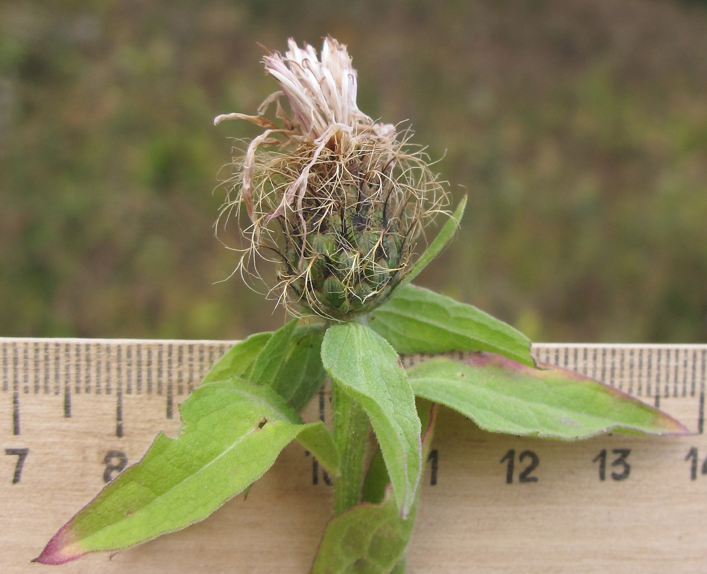 Изображение особи Centaurea abnormis.