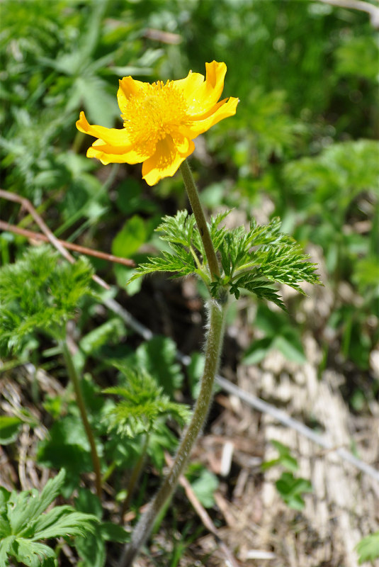 Image of Pulsatilla aurea specimen.