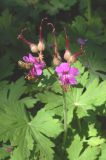 Geranium macrorrhizum