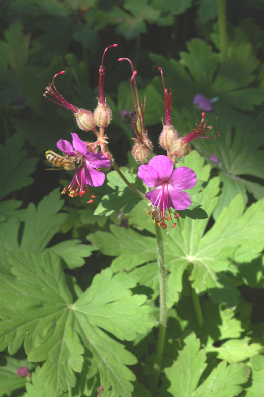 Изображение особи Geranium macrorrhizum.