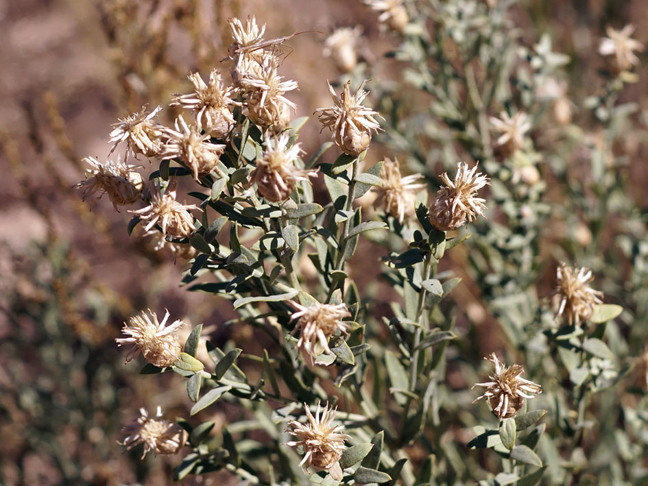 Image of Acroptilon repens specimen.