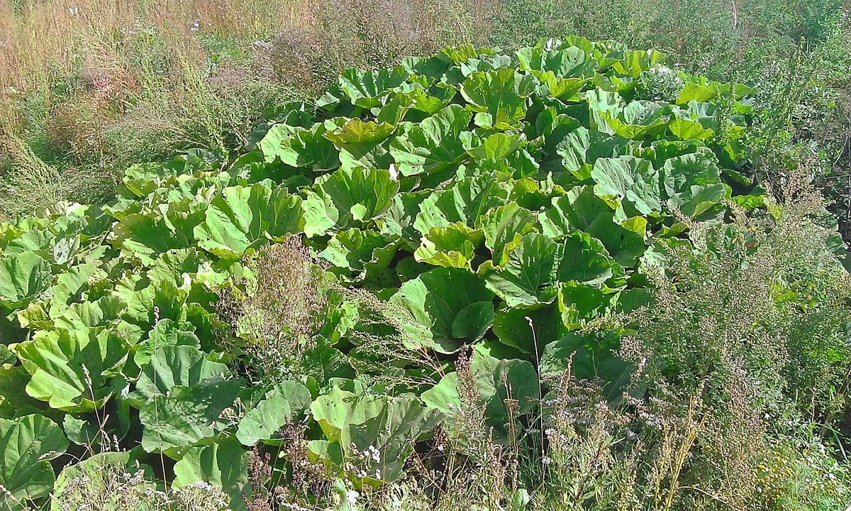 Изображение особи Petasites hybridus.