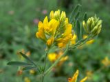 Medicago falcata. Верхушка цветущего растения. Челябинская обл., окр. г. Челябинск, Золотая горка, разнотравная поляна в берёзовом лесу. 30.06.2014.