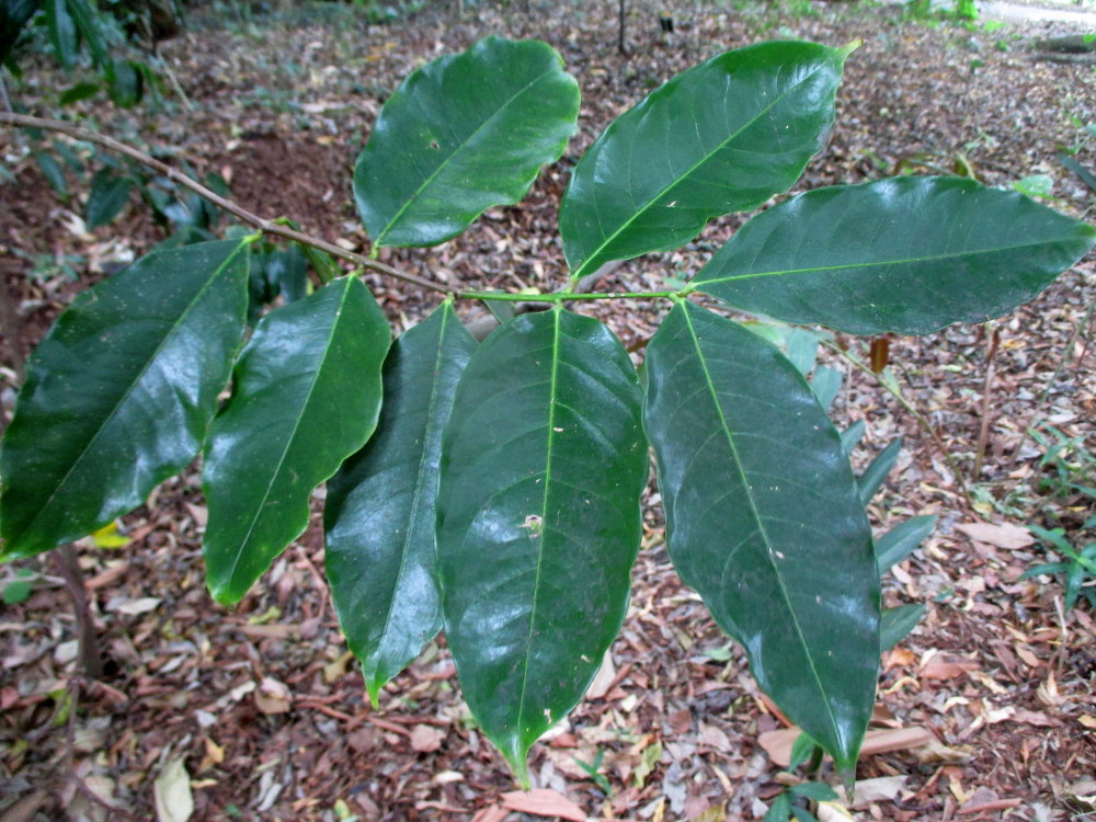 Image of Phaleria clerodendron specimen.