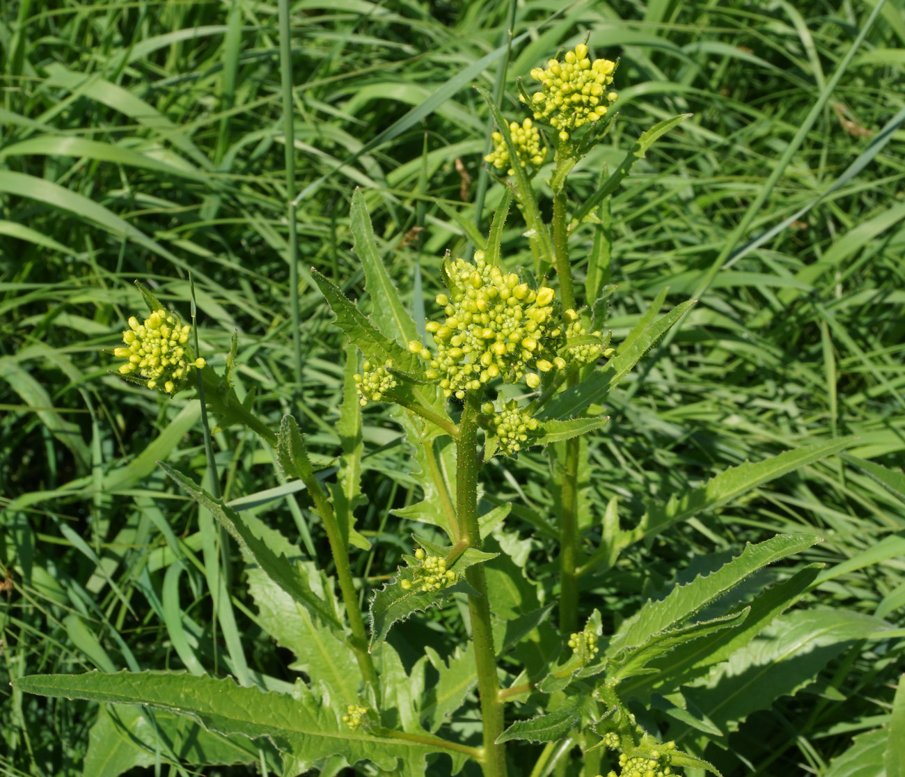 Image of Bunias orientalis specimen.