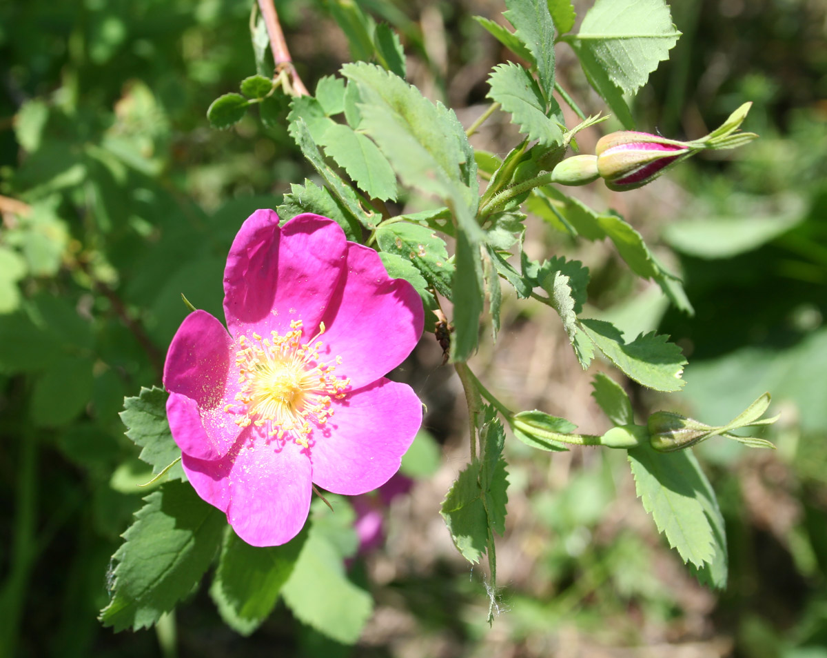 Изображение особи Rosa acicularis.