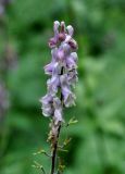 Aconitum septentrionale. Соцветие и формирующиеся плоды. Тува, Тоджинский р-н, долина р. Аржаан-Хем, ≈ 1600 м н.у.м., опушка хвойного леса. 06.07.2015.