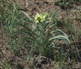 Erysimum flavum