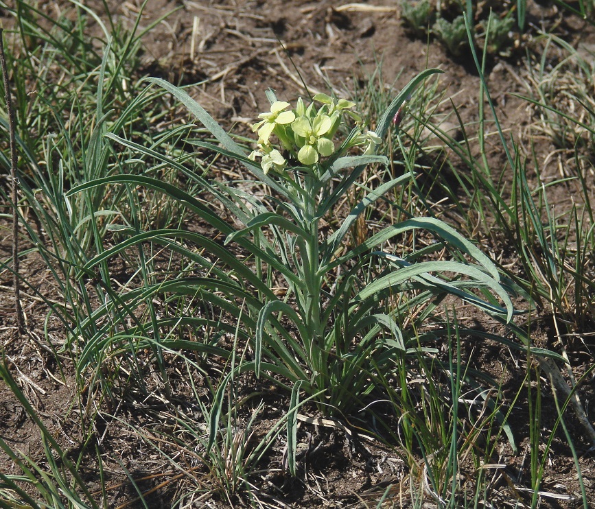 Image of Erysimum flavum specimen.