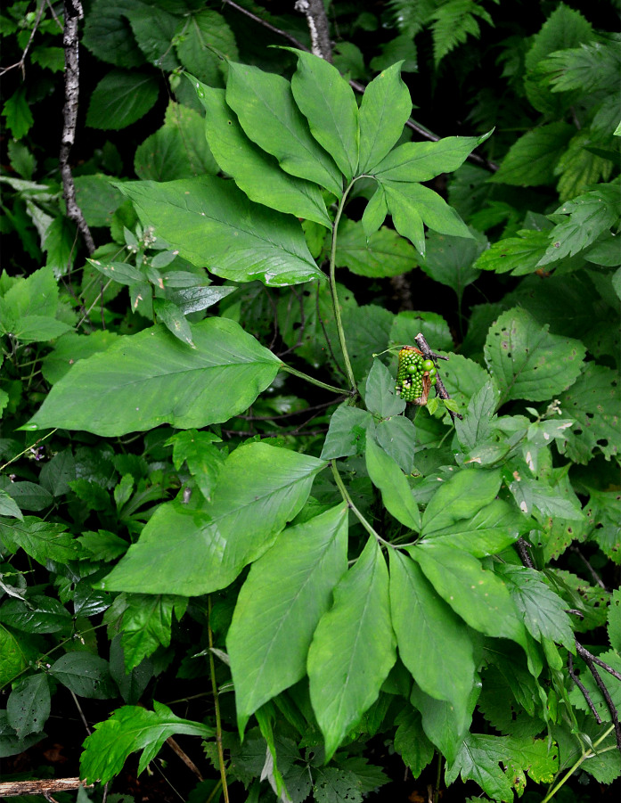 Изображение особи Arisaema peninsulae.