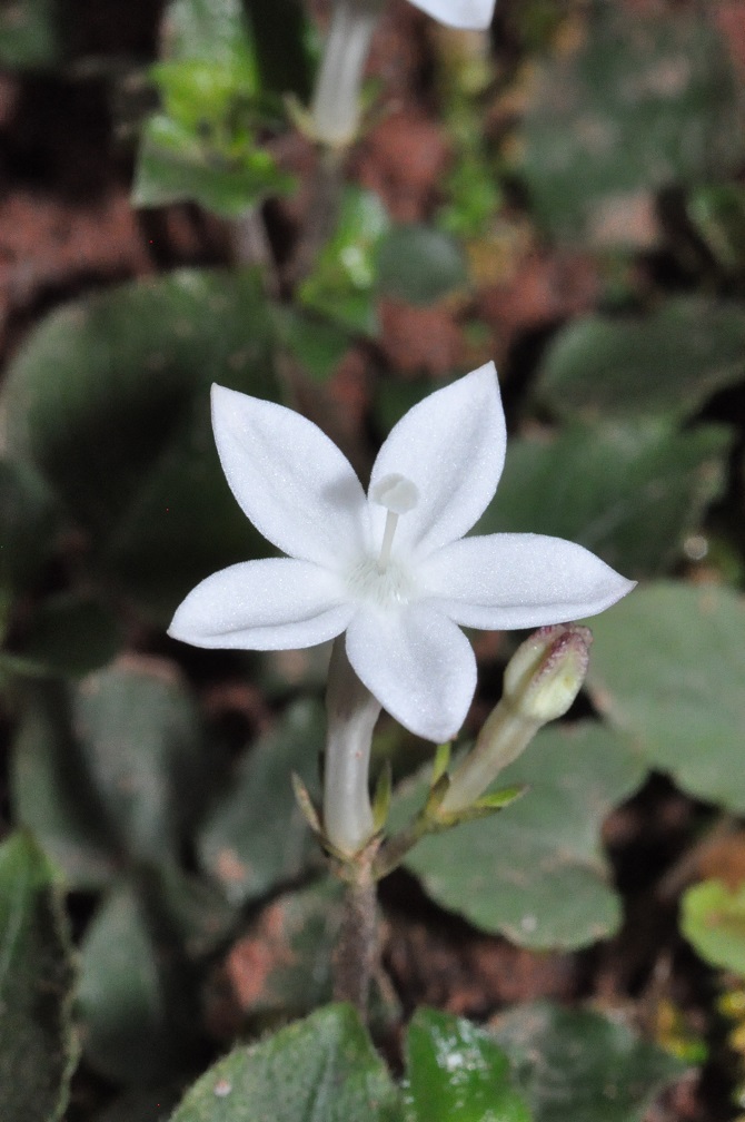 Image of familia Rubiaceae specimen.