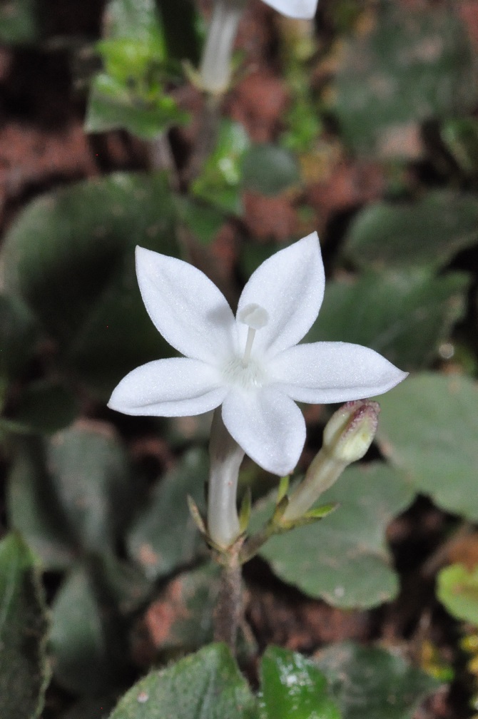 Изображение особи семейство Rubiaceae.