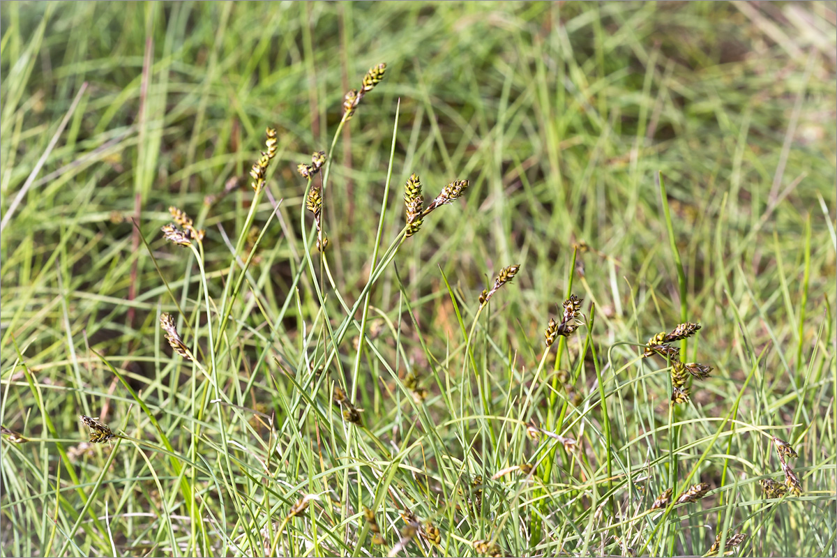 Изображение особи Carex glareosa.