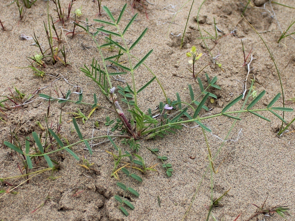 Изображение особи Astragalus campylorhynchus.