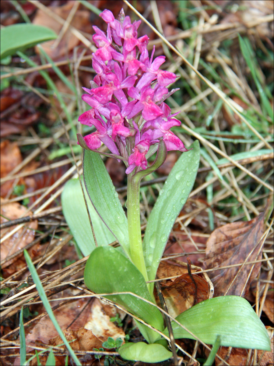 Image of Dactylorhiza sambucina specimen.