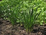 Leucojum aestivum