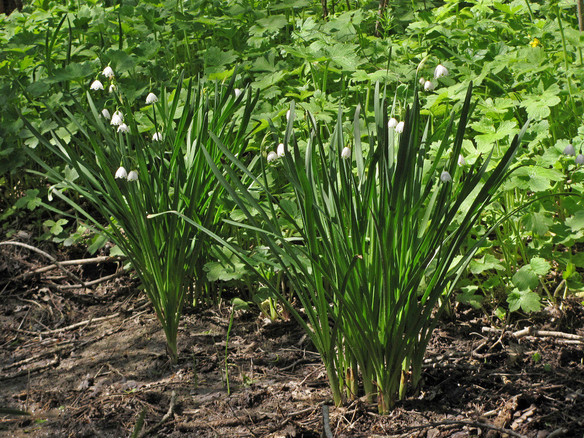 Image of Leucojum aestivum specimen.