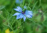 Nigella damascena