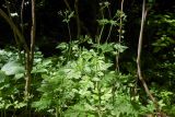 Physocaulis nodosus