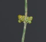 Ephedra foliata