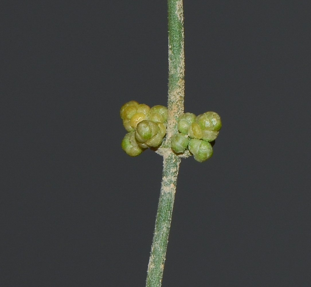 Image of Ephedra foliata specimen.