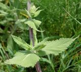 Salvia tesquicola. Стебель с листьями. Краснодарский край, м.о.г. Новороссийск, водосборная зона Суджукской лагуны. 22.05.2016.