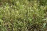 Androsace septentrionalis