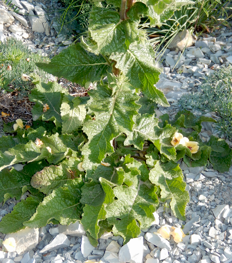 Image of Verbascum spectabile specimen.