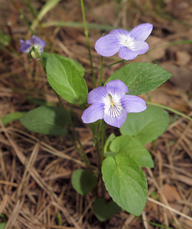 Image of Viola canina specimen.