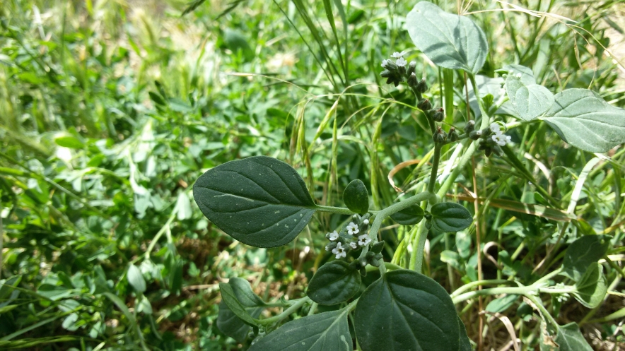 Image of genus Heliotropium specimen.