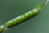 Lathyrus vernus