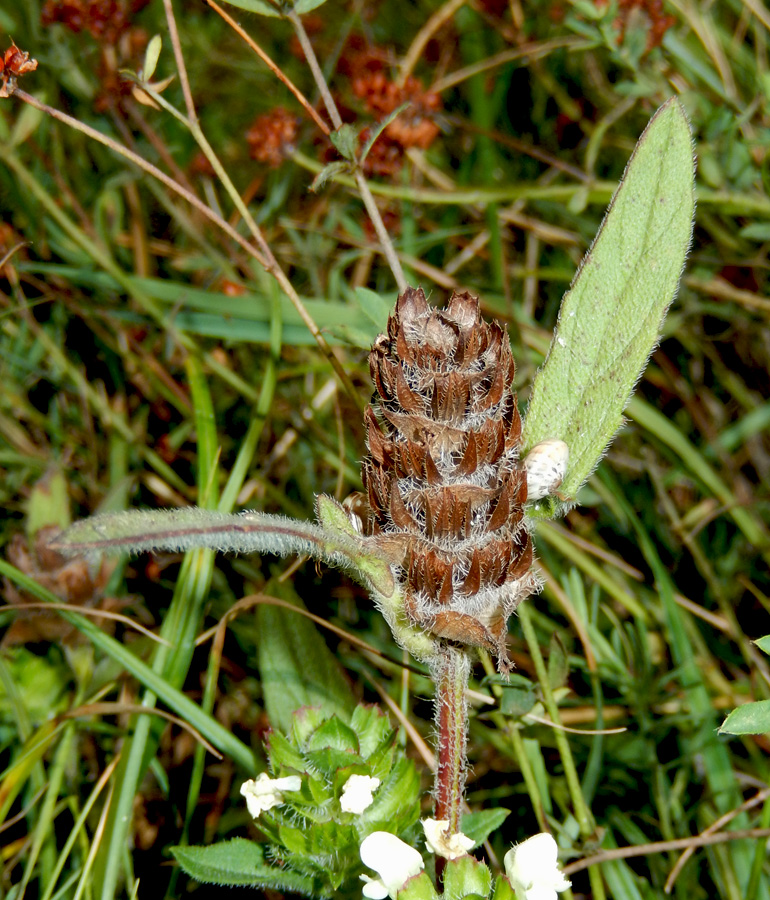 Image of Prunella laciniata specimen.