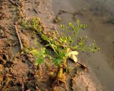 Ranunculus sceleratus. Цветущее и плодоносящее растение на берегу водоёма. Московская обл., окр. Электрогорска, бывший песчаный карьер. 02.07.2016.