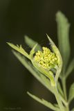 Pastinaca sativa