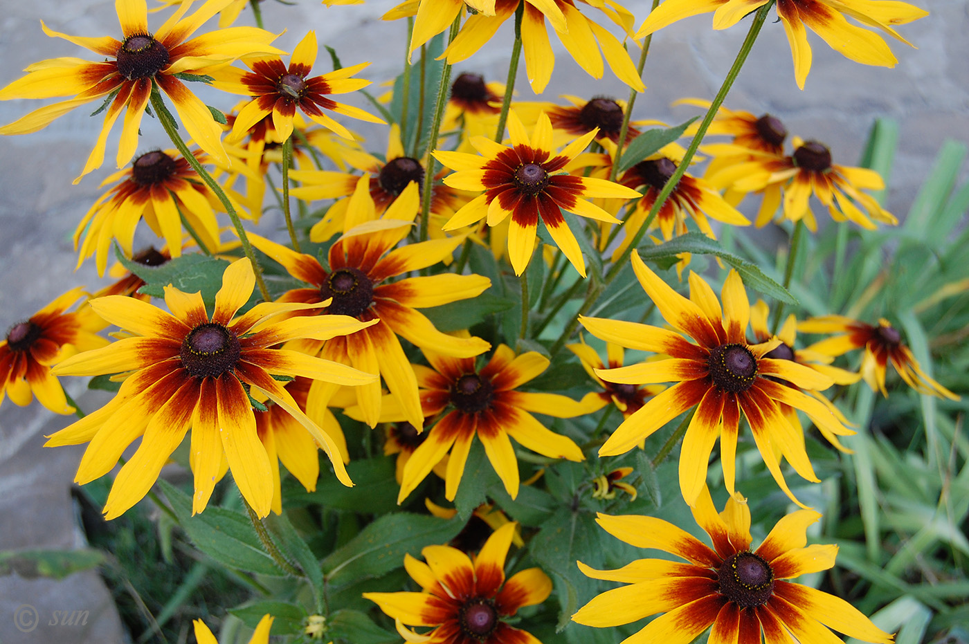 Изображение особи Rudbeckia hirta.