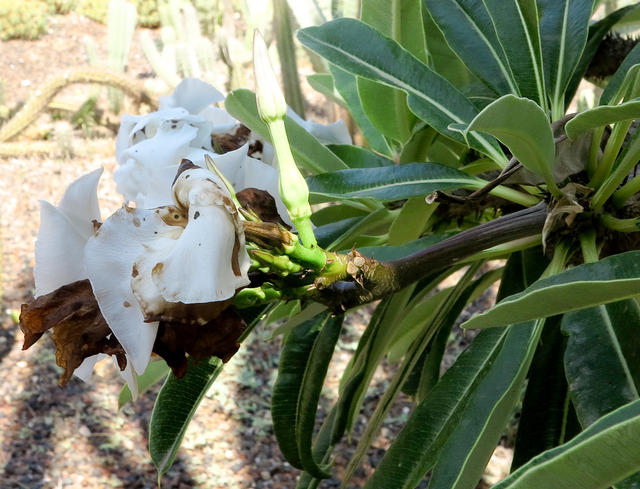 Изображение особи Pachypodium lamerei.